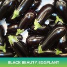 Black Beauty Eggplant Seeds Easy to Grow