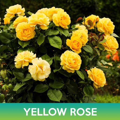 Yellow Rose Seeds Easy to Grow