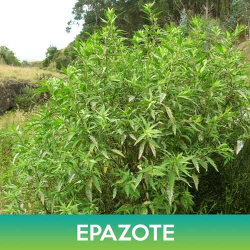 Epazote Seeds Mexican Tea Chenopodium Ambrosioides Easy to Grow