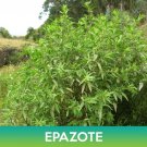 Epazote Seeds Mexican Tea Chenopodium Ambrosioides Easy to Grow