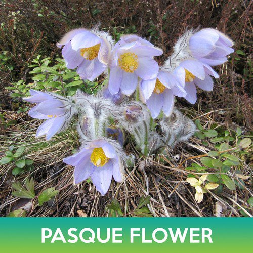 Pasque Flower Seeds May Day Flower Pulsatilla Patens Var Wolfgangiana Easy to Grow
