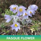Pasque Flower Seeds May Day Flower Pulsatilla Patens Var Wolfgangiana Easy to Grow