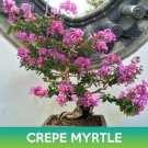 Crepe Myrtle Tree Seeds Lagerstroemia Indica Easy to Grow