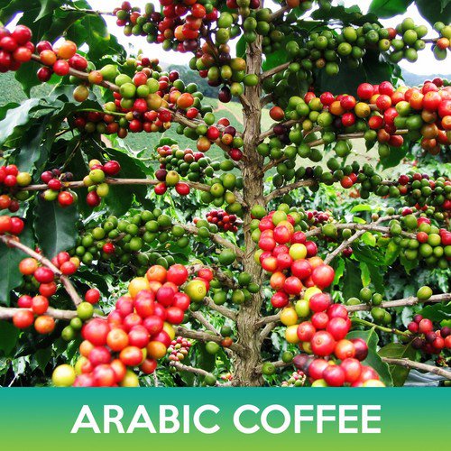 Arabic Coffee Tree Seeds Easy to Grow