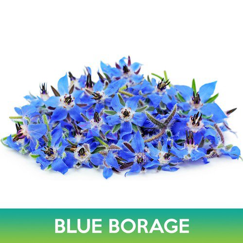 Blue Borage Seed Borago Officinalis Easy to Grow