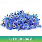 Blue Borage Seed Borago Officinalis Easy to Grow
