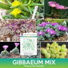 Gibbaeum Succulent Mix Seeds Easy to Grow