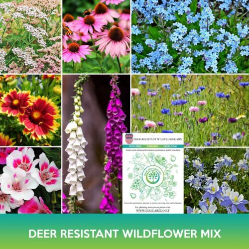 Deer Resistant Wildflower Mix Seeds Easy to Grow