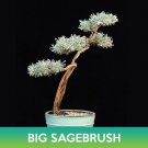 Big Sagebrush Seeds Easy to Grow