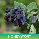 Honeywort Flower Seeds Kiwi Blue Cerinthe Cerinthe Major Purpurascens Easy to Grow