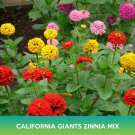 California Giants Zinnia Mix Seeds Zinnia Elegans Easy to Grow