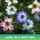 Love In A Mist Flower Mix Seeds Nigella Damascena Easy to Grow