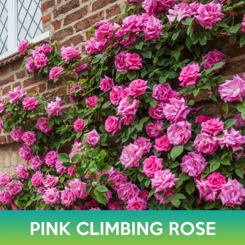 Pink Climbing Rose Seeds Easy to Grow