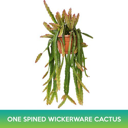 One&acirc;��Spined Wickerware Cactus Seeds Rhipsalis Monacantha Easy to Grow