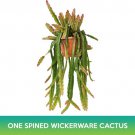 One‑Spined Wickerware Cactus Seeds Rhipsalis Monacantha Easy to Grow