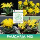Faucaria Succulent Mix Seeds Easy to Grow