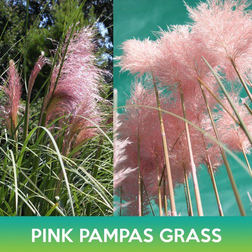Pink Pampas Grass Seeds Easy to Grow