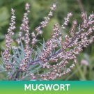 Mugwort Seeds Wild Wormwood Artemisia Vulgaris Easy to Grow