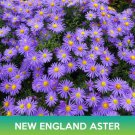 New England Aster Flower Seeds Daisy Michaelmas Michaelmas Daisy Easy to Grow
