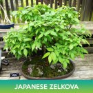 Japanese Zelkova Seed Easy to Grow