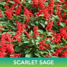 Scarlet Sage Seeds Blood Sage Salvia Coccinea Easy to Grow