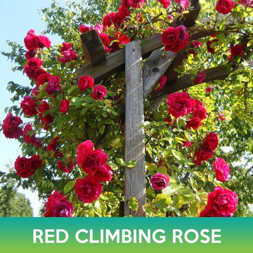 Red Climbing Rose Seeds Easy to Grow