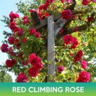 Red Climbing Rose Seeds Easy to Grow