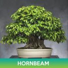 European Hornbeam Seeds Easy to Grow
