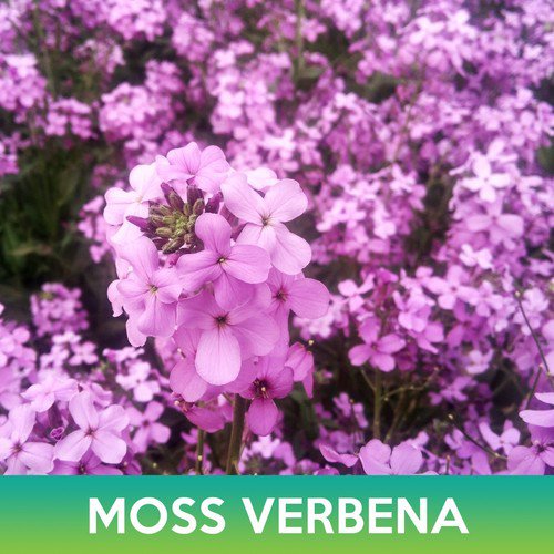 Moss Verbena Flower Seeds Verbena Tenuisecta Easy to Grow