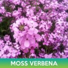 Moss Verbena Flower Seeds Verbena Tenuisecta Easy to Grow