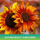 Autumn Beauty Sunflower Seeds Easy to Grow
