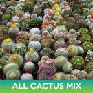 All Cactus Seeds Mix Cereus Golden Barrel Parodia Hedgehogs Mammillarias  Easy to Grow