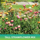 Tall Strawflower Mix Seeds Helichrysum Bracteatum Easy to Grow