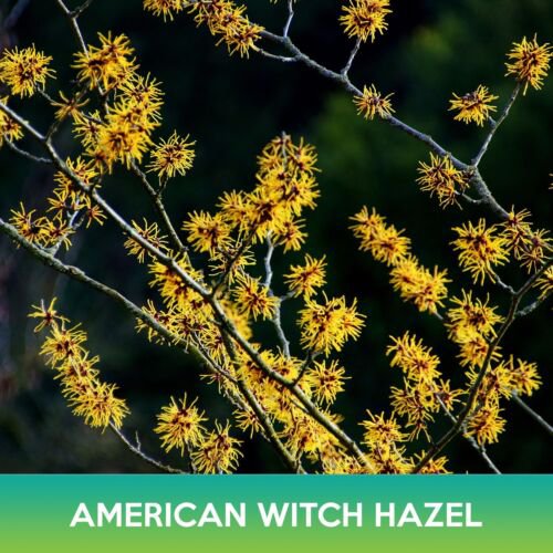 American Witch Hazel Tree Seeds Hamamelis Virginiana Combined On 500  Easy to Grow