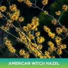 American Witch Hazel Tree Seeds Hamamelis Virginiana Combined On 500  Easy to Grow