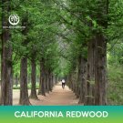 California Redwood Seeds Coastal Sequoia Coast Redwood Sequoia Sempervirens Easy to Grow