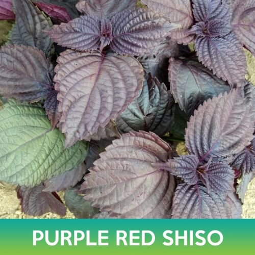 Purple Red Shiso Seeds Easy to Grow