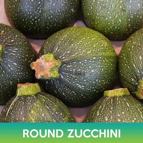 Round Zucchini Seeds Easy to Grow