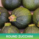 Round Zucchini Seeds Easy to Grow