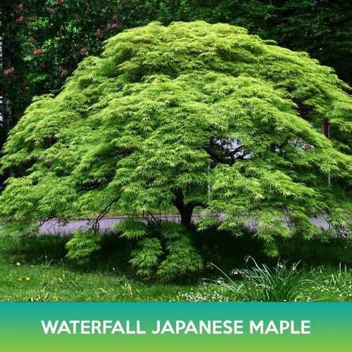Waterfall Japanese Maple Seeds Acer Palmatum Waterfall Easy to Grow