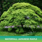 Waterfall Japanese Maple Seeds Acer Palmatum Waterfall Easy to Grow