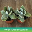 Money Plant Succulent Seeds Crassula Obvallata Easy to Grow