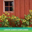 Lemon Queen Sunflower Seeds Easy to Grow
