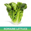 Parris Island Romaine Lettuce Seeds Easy to Grow