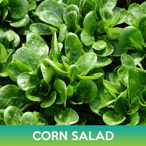 Corn Salad Seeds Lamb'S Lettuce Valerianella Locusta Easy to Grow