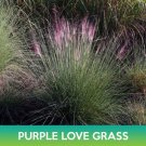 Purple Love Grass Seeds Eragrostis Spectabilis Easy to Grow