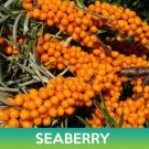 Seaberry Seeds Hippophae Rhamnoides Easy to Grow