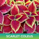 Scarlet Coleus Seeds Easy to Grow