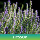 Hyssop Seeds Hyssopus Officinalis Easy to Grow