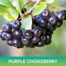 Purple Chokeberry Seeds Aronia Prunifolia Easy to Grow